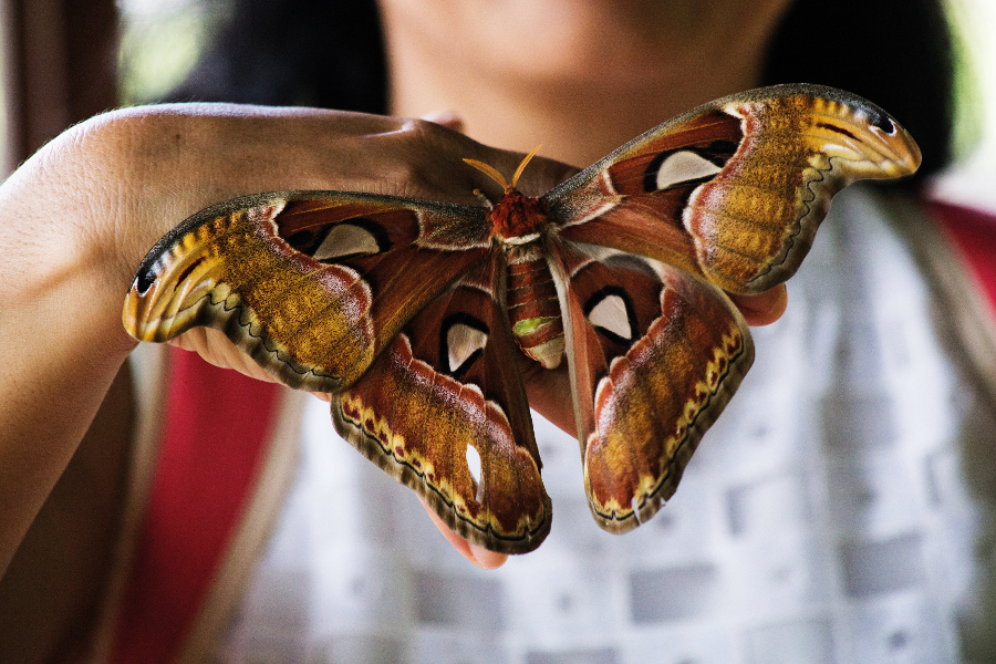 Bali for Kids - Kemenuh Butterfly Park 1