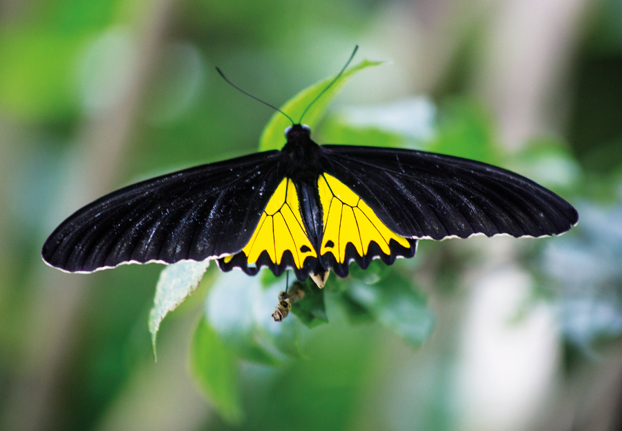 Bali for Kids - Kemenuh Butterfly Park 4