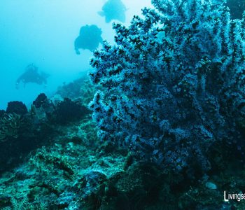 Bali’s Coral Reefs
