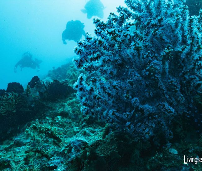 Bali’s Coral Reefs