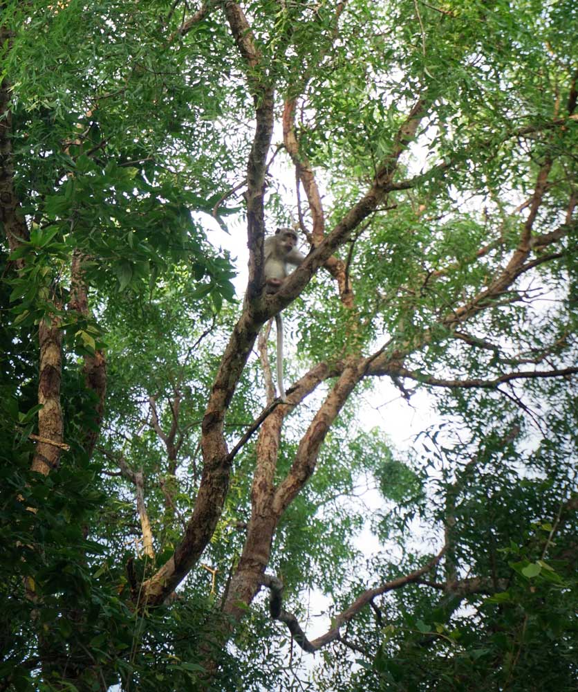 Plataran-Menjangan-Resort-West-Bali-National-Park-3