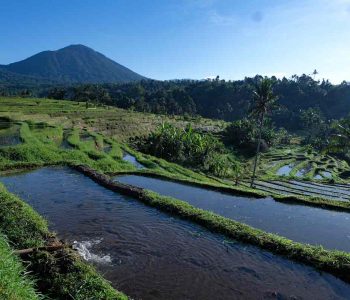 Jatiluwih-Rice-Terraces-Bali-Subak-Irrigation-System-1