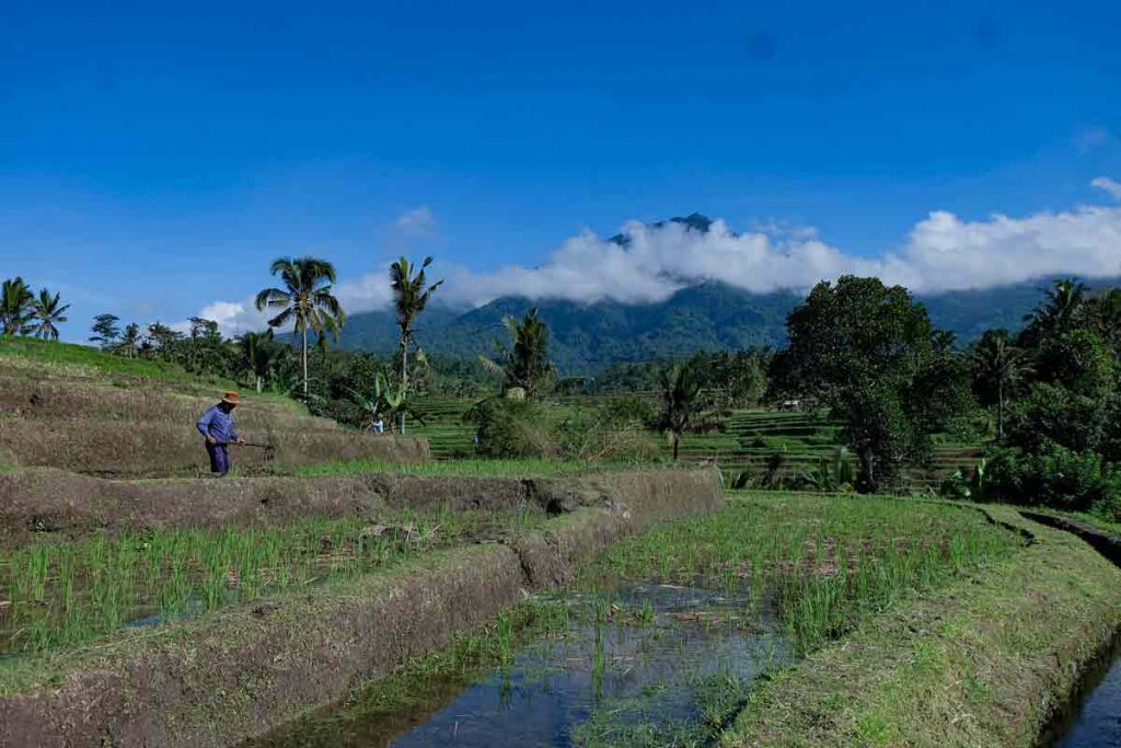 Jatiluwih-Rice-Terraces-Bali-Subak-Irrigation-System-1