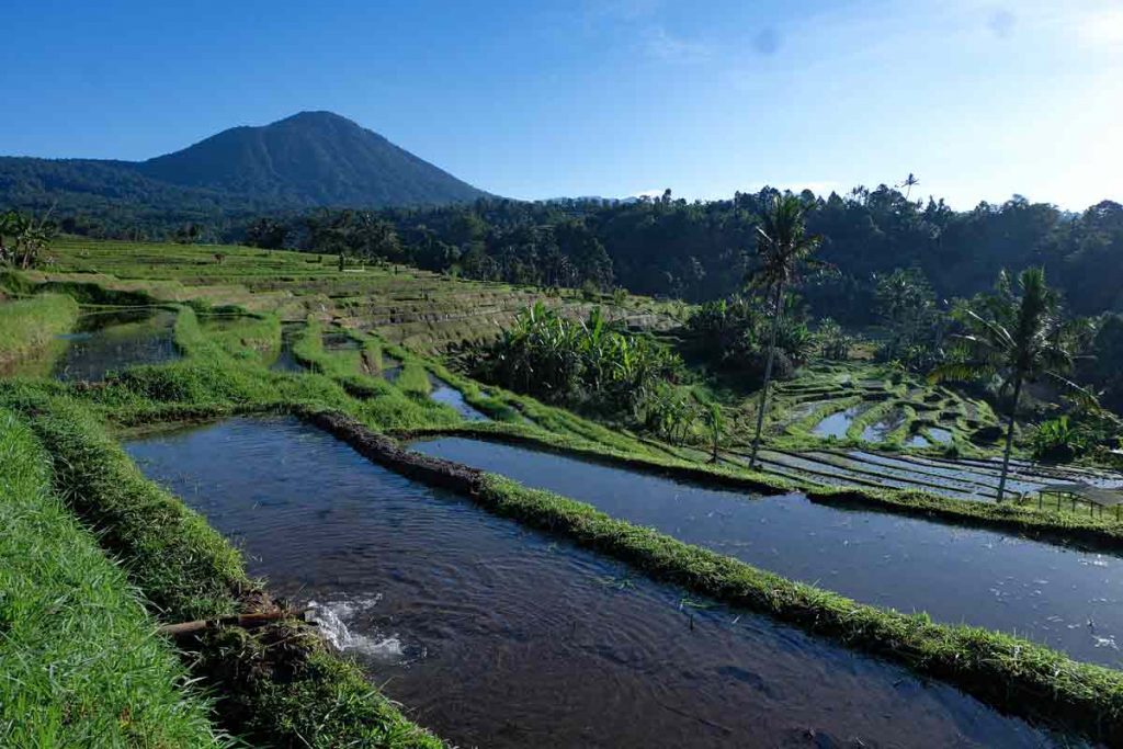 Jatiluwih Bali Subak Irrigation System (2)