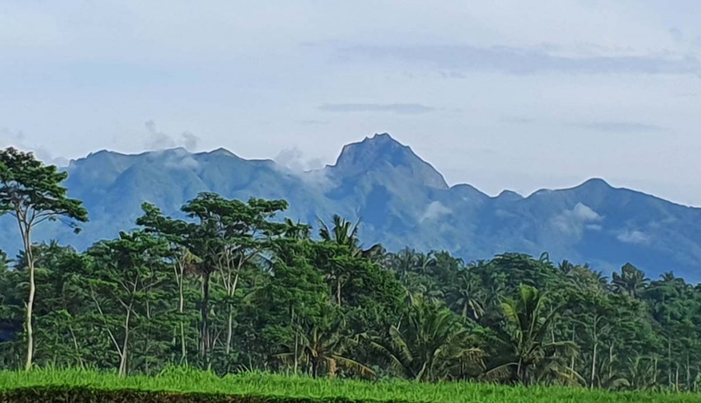 Tugu-Kawisari-Coffee-Plantation-Java-Indonesia-2