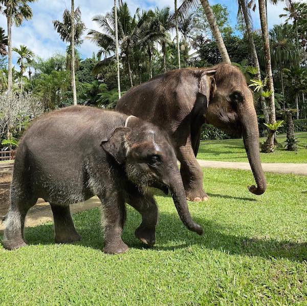 Save Bali Elephants Mason Elephant Park 1