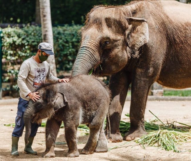 Save-Bali-Elephants-Mason-Elephant-Park-1