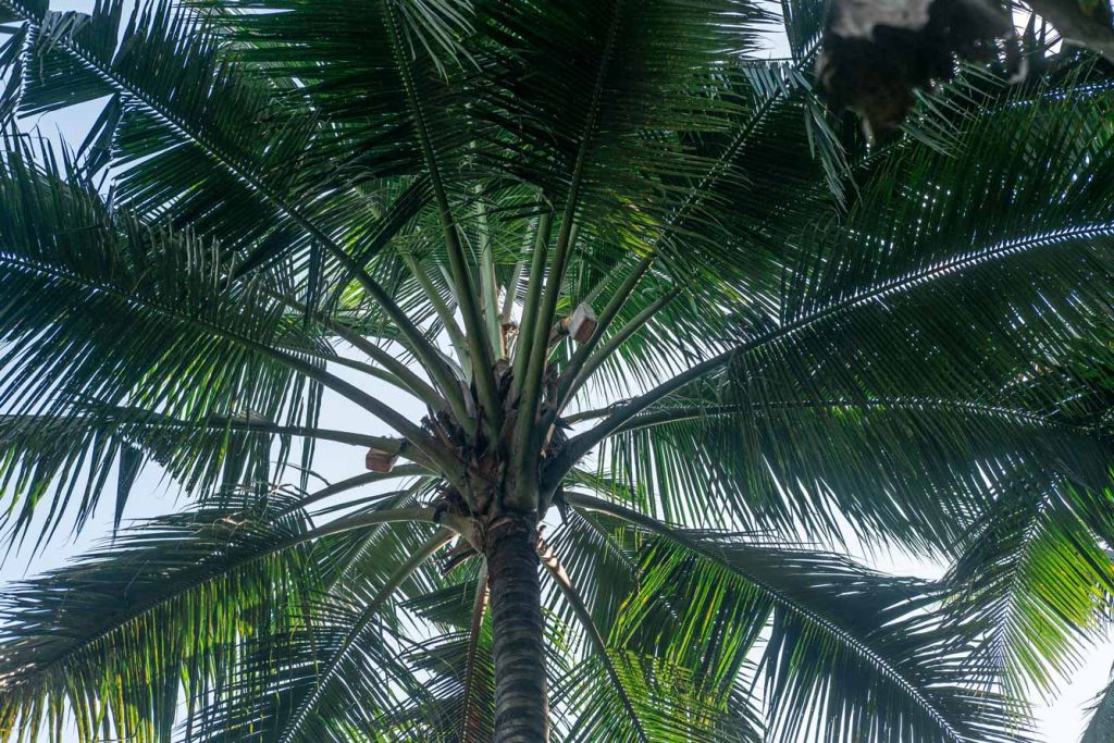 Arak Farmers of Karangasem Bali Tri Eka Buana