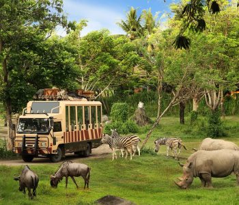 Bali Safari