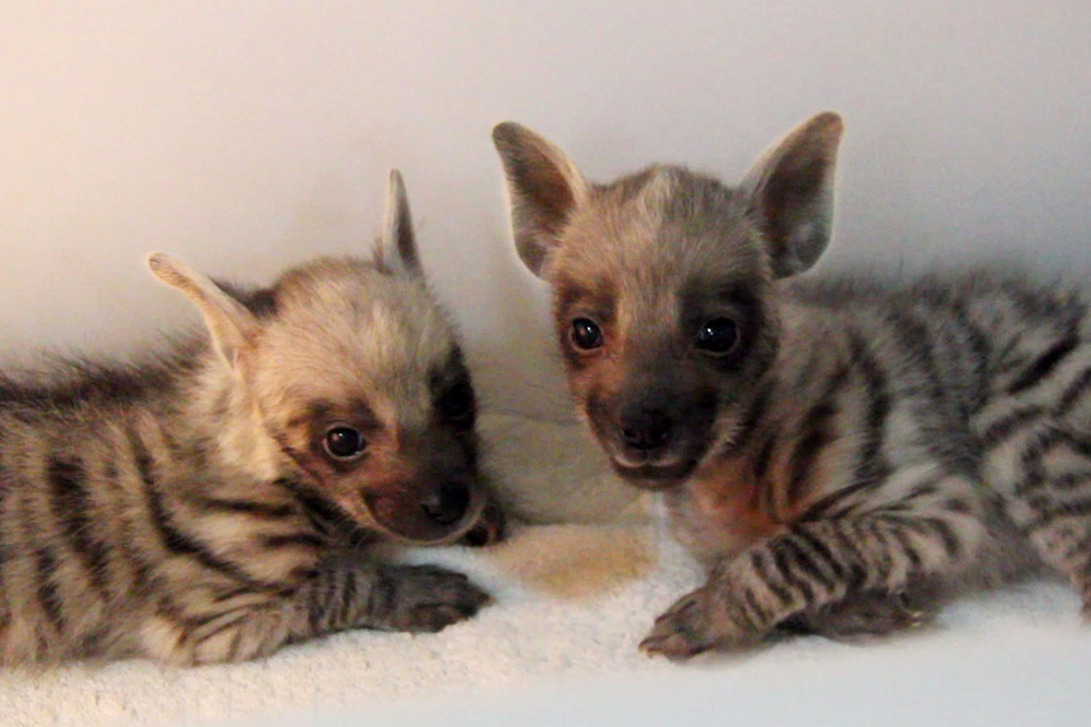 Bali Safari Newborn Hyena