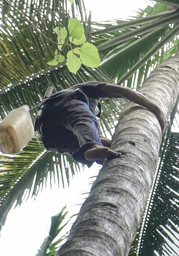 Karangasem-Arak Bali-Process-Farmers-How-Its-Made-Tri-Eka-Buana