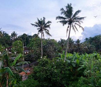 Petulu-Village-Ubud-Heron-Colony-Bali_9