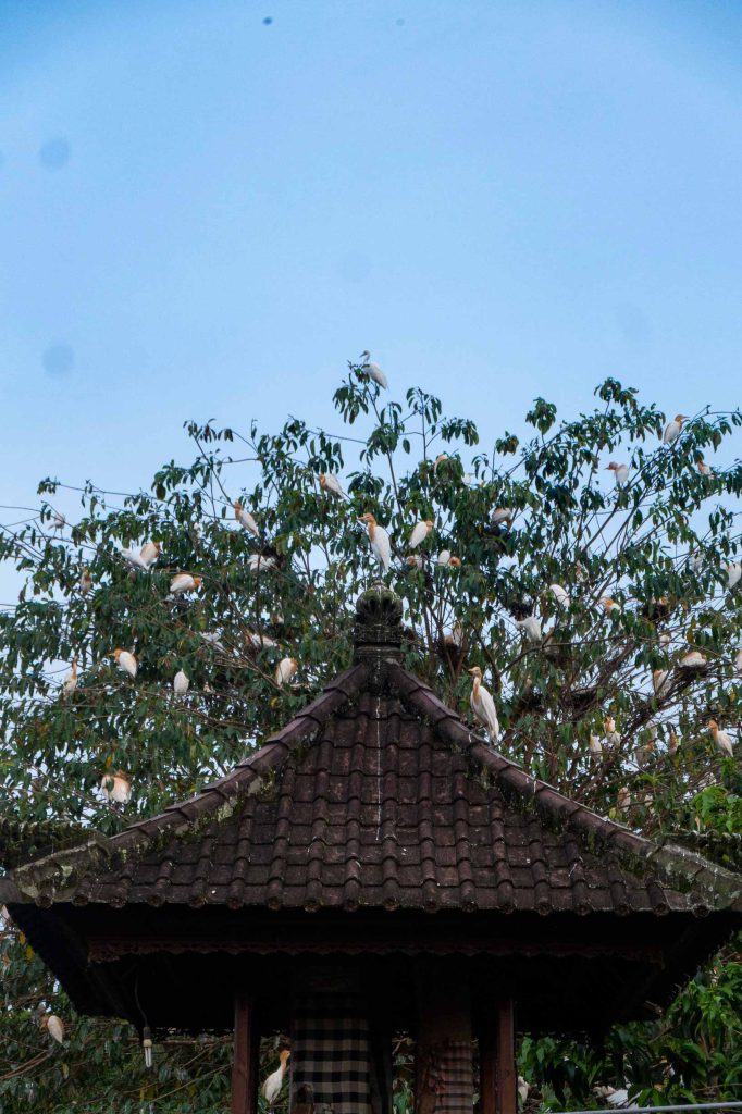Petulu Bali Village-Ubud-Heron-Colony-Bali_9
