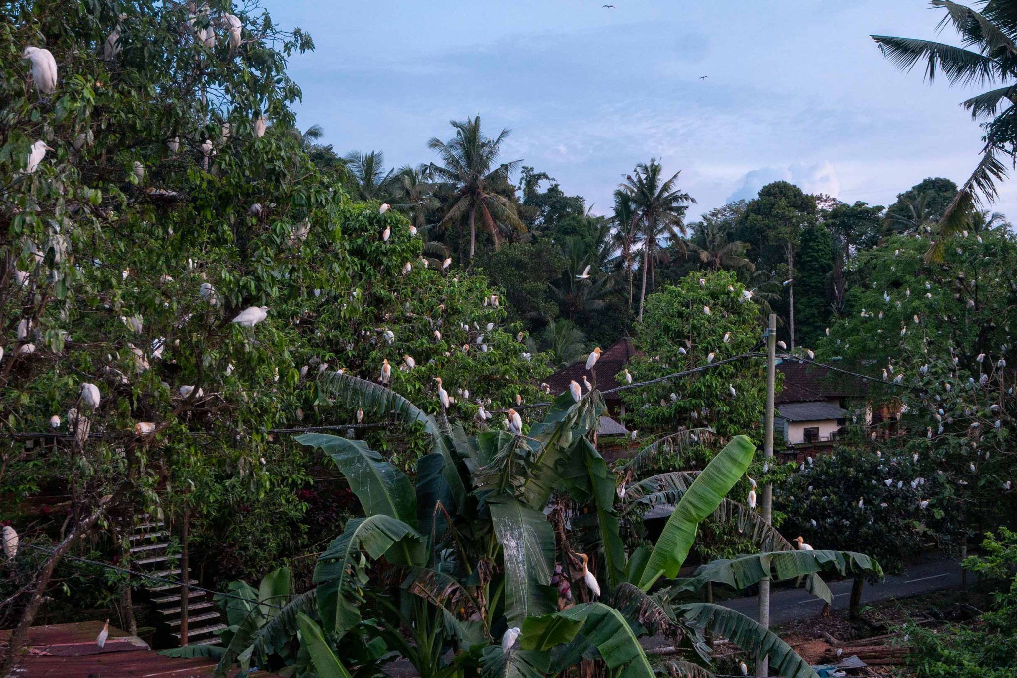 Petulu Bali and The Myths of White Herons - NOW! Bali