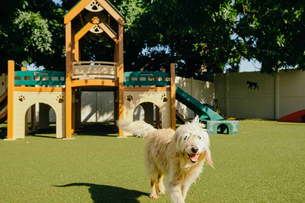 Pet-Friendly ‘Apart-Hotel’ Citadines Berawa Beach Bali Offers a Special