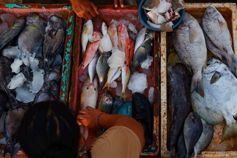 Coral-Triangle-Center-for-Marine-Protection-Sanur-Bali-5