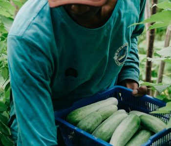Lembongan Community Garden Bali Children Foundation 7