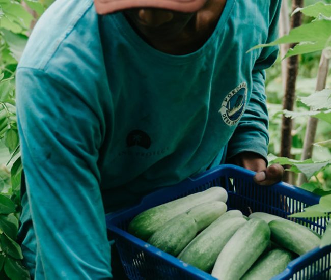 Lembongan Community Garden Bali Children Foundation 7