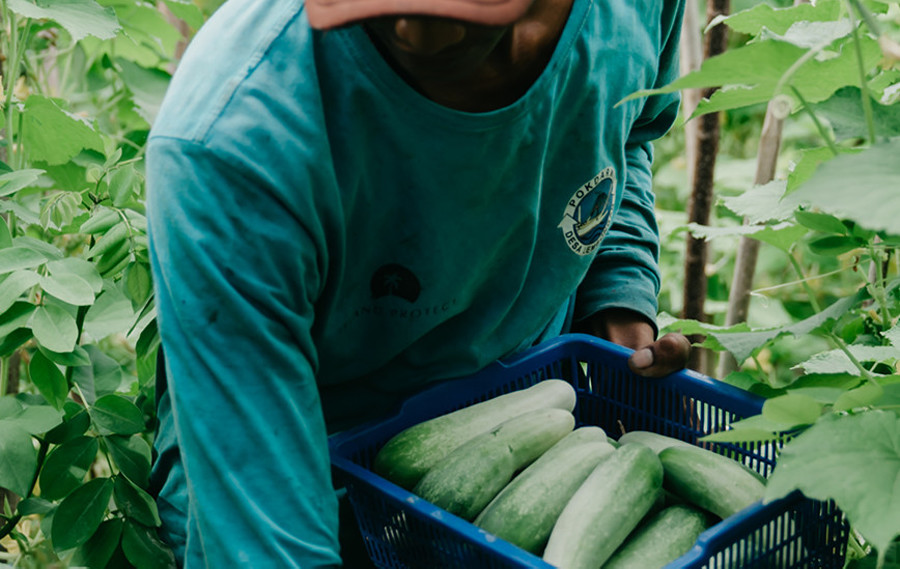 Lembongan Community Garden Bali Children Foundation 7