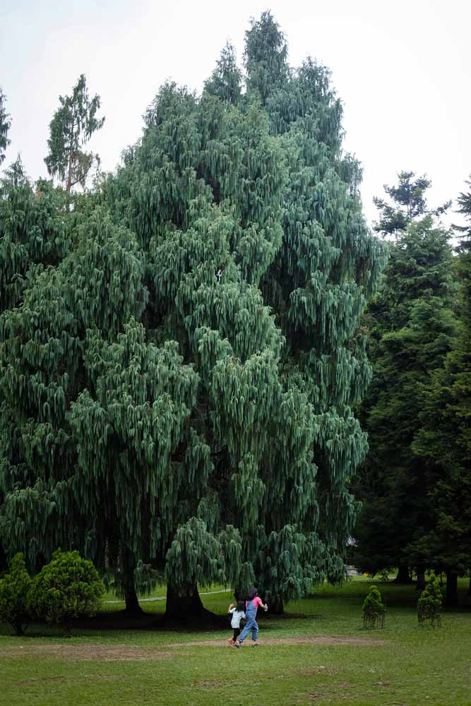 Rain-Forests-in-Bali--Bedugul-Botanical-Park