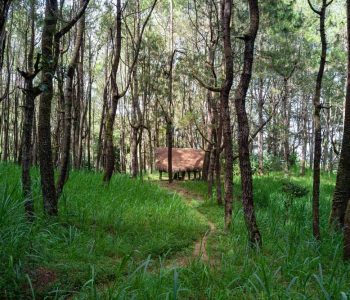 Rain-Forests-in-Bali-Pine-Forest-Kintamani-1