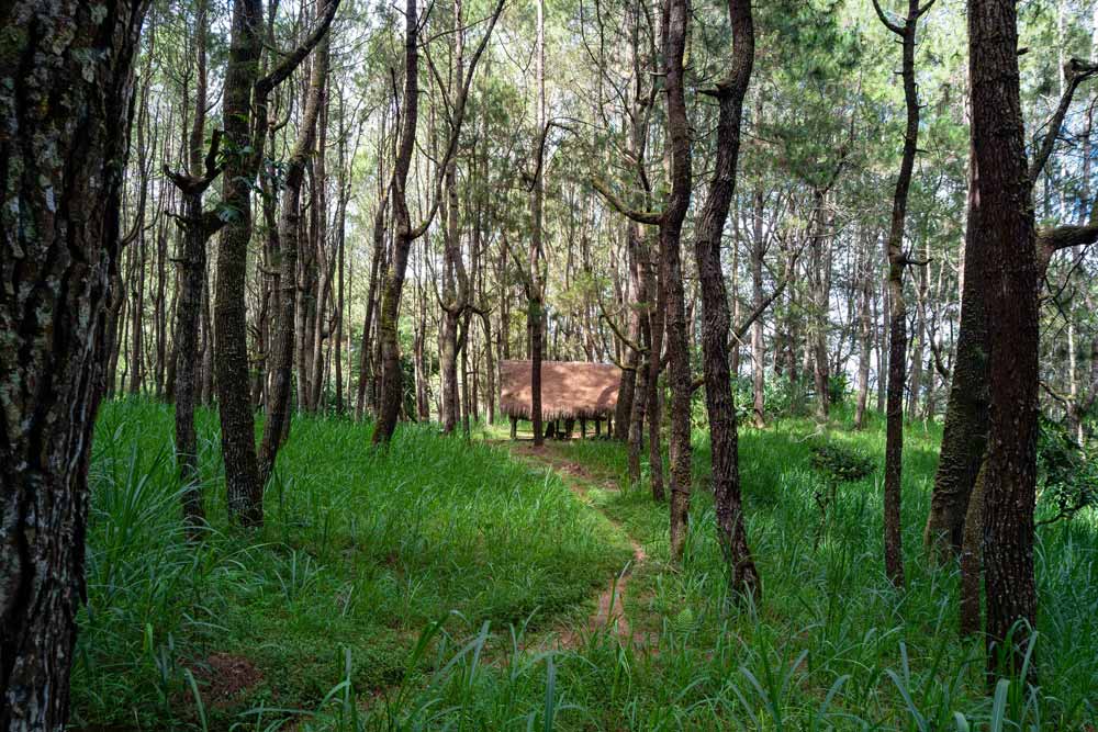 Rain-Forests-in-Bali---Pine-Forest-Kintamani-1