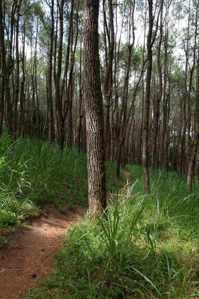 Rain-Forests-in-Bali---Pine-Forest-Kintamani-1