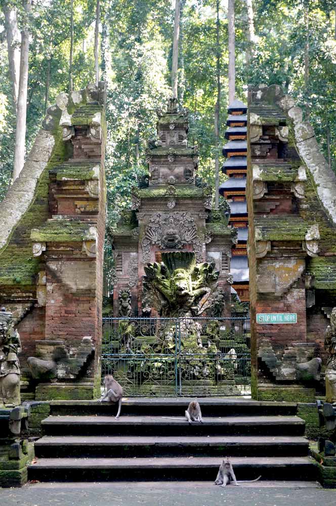 Rain-Forests-in-Bali---Sangeh-Monkey-Forest-3