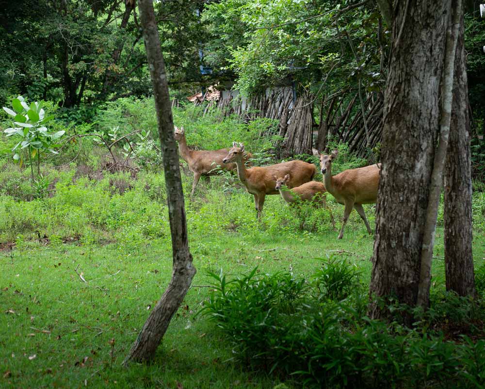 Rain-Forests-in-Bali--West-Bali-National-Park-1