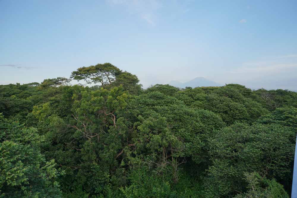 Tropical Rainforest, One of Earth's Large Biome - Taman Safari Bali