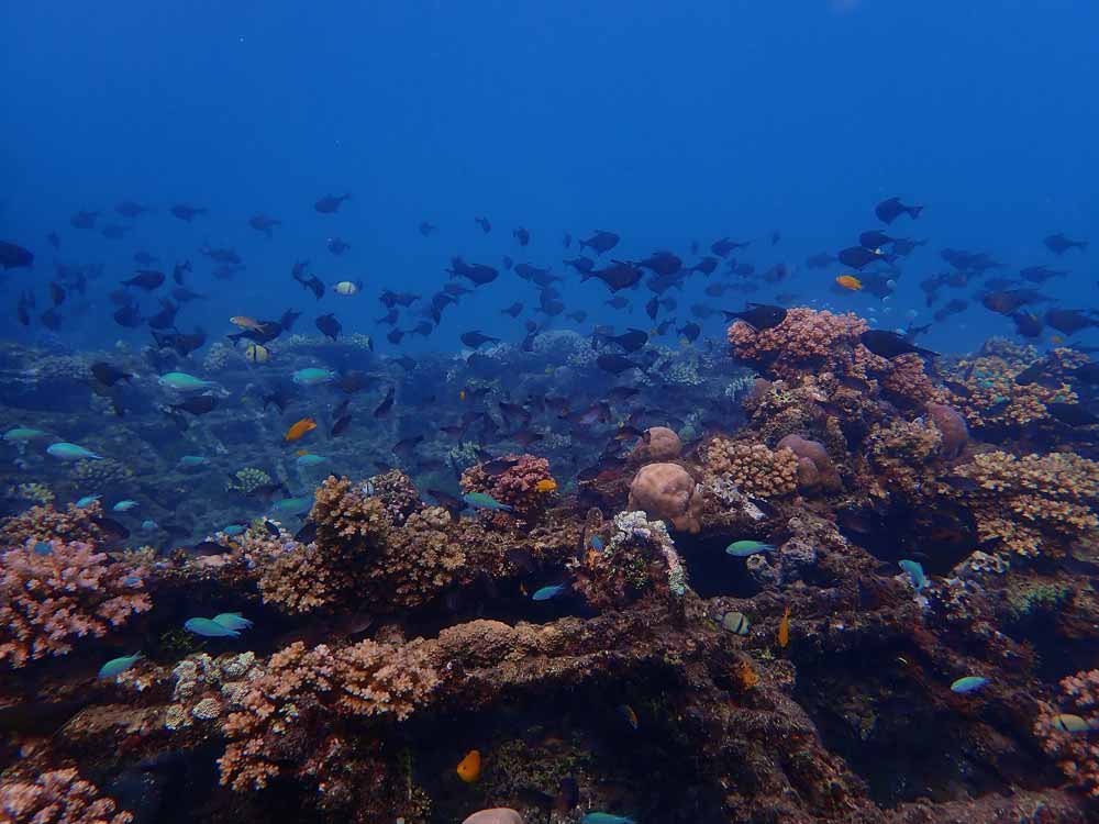 Domus Anguillae - Teguh Ostenrik Tejakula Bali 9