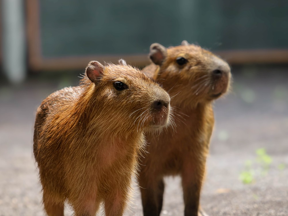 Best Brunch in Bali - Bali Zoo