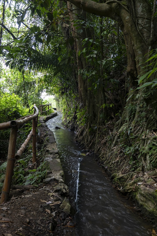 Trails Through Tenganan 3