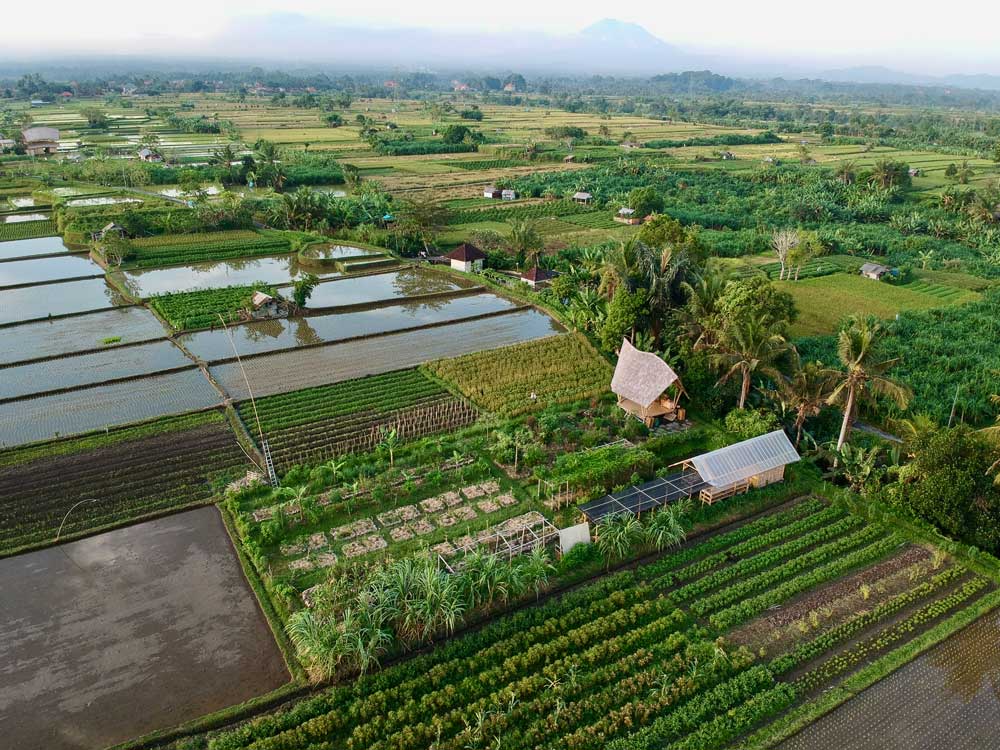 Farming-Experience-in-Bali-Astungkara-Way-6
