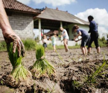 Farming-Experience-in-Bali-Astungkara-Way-6