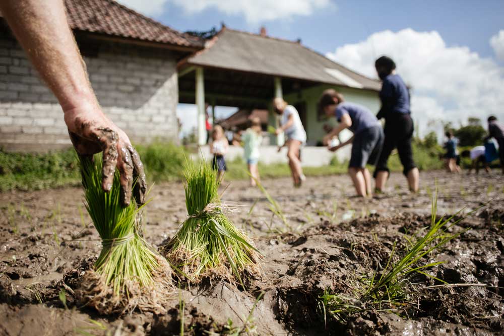 10 Cultural experiences in Bali - Interacting with local farmers and participating in planting or harvestingouring the area