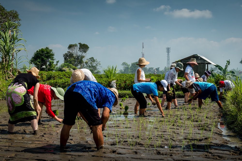 Learning to Farm in Bali