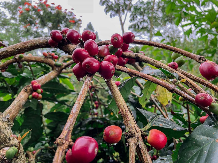 MMP - Coffee Plantation