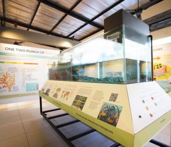 Coral-Triangle-Center-Ocean-Conservation-Themed-Exhibition-Hall-2