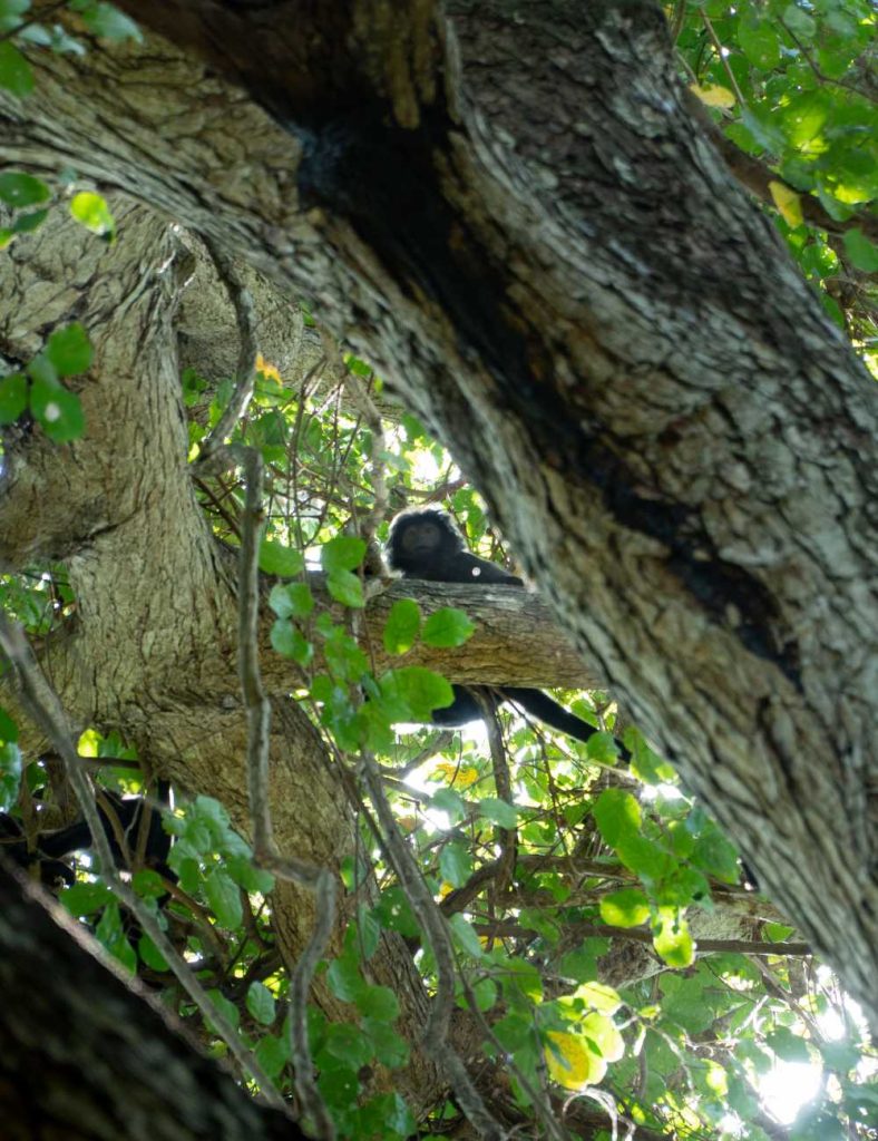 Javan Lutung at West Bali National Park