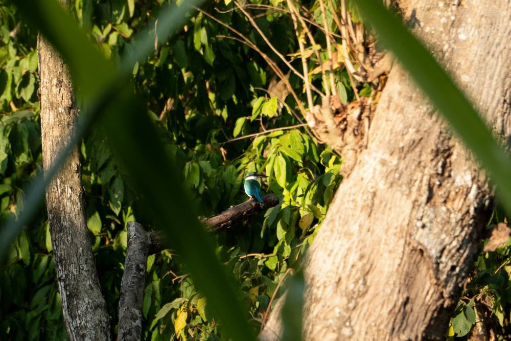 Collared Kingfisher at West Bali National Park