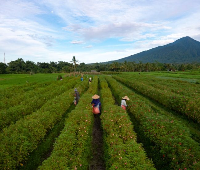 Bali-Future-of-Farming-9