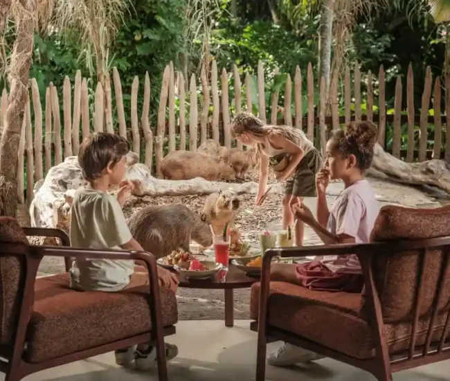 Brunch with Capybara - Bali Zoo