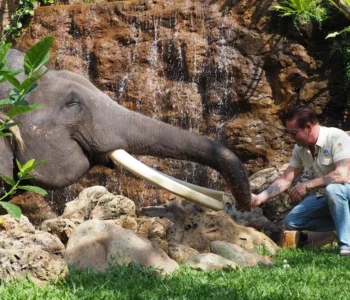 Mason Elephant Park and Lodge Bali