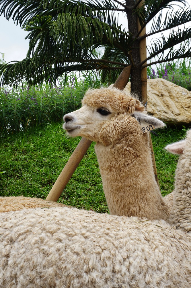 Bali Farm House Alpaca 2