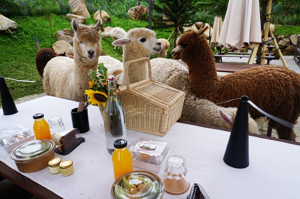 Bali Farm House Brunch with Alpaca