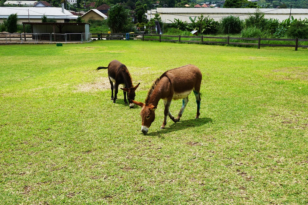 Bali Farm House Donkey