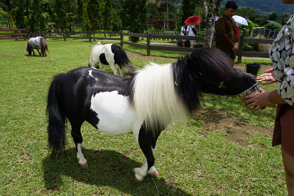 Bali Farm House Pony Feeding