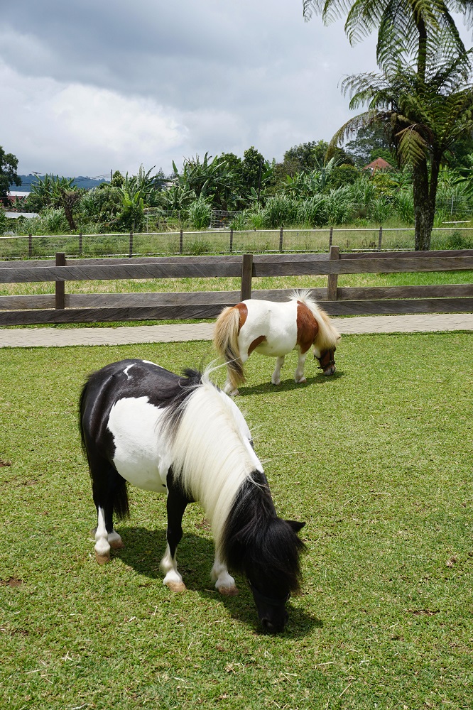 Bali Farm House Pony