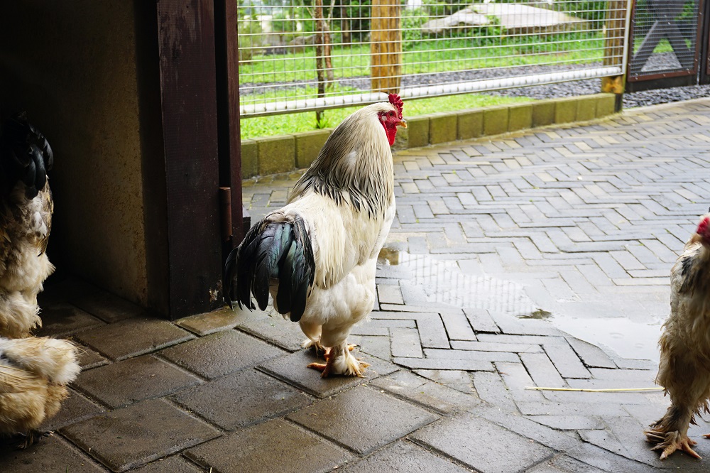 BFH Silkie Chicken